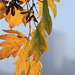 Autumn Leaves and Skyline