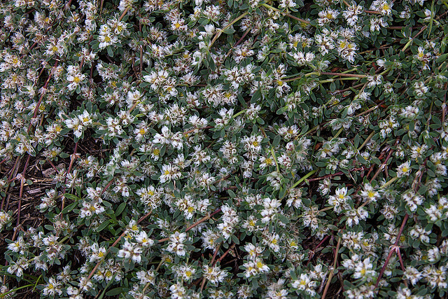 20120507 9093RAw [E] Silber-Mauermiere (Paronychia argentea), Rio Almonte, Extremadura