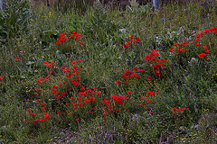 20120507 9097RAw [E] Klatsch-Mohn (Papaver rhoeas), Rio Almonte, EX208, Extremadura