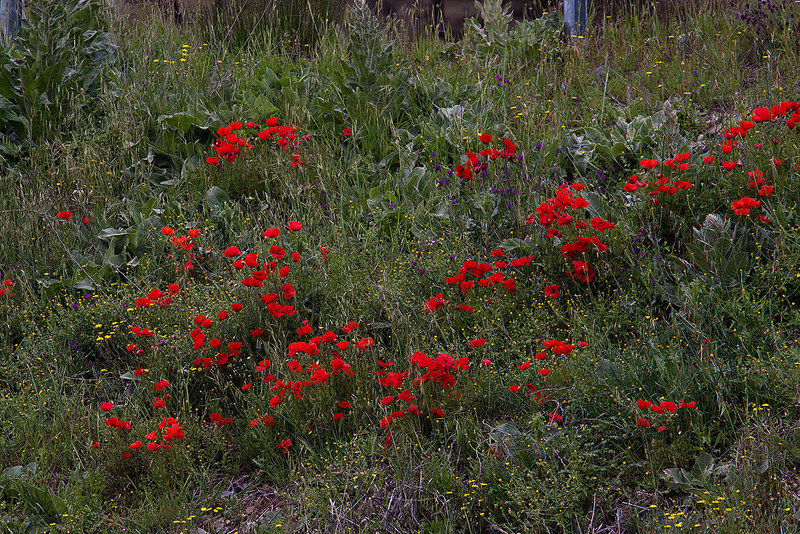 20120507 9097RAw [E] Klatsch-Mohn (Papaver rhoeas), Rio Almonte, EX208, Extremadura
