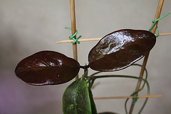 Hoya australis