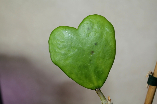Hoya kerrii