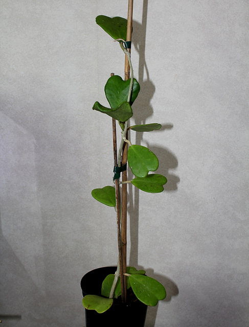 Hoya kerrii (2)