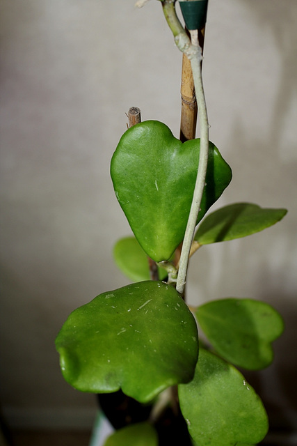 Hoya kerrii (3)