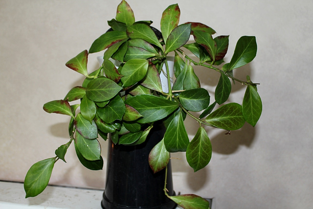 Hoya obscura (4)