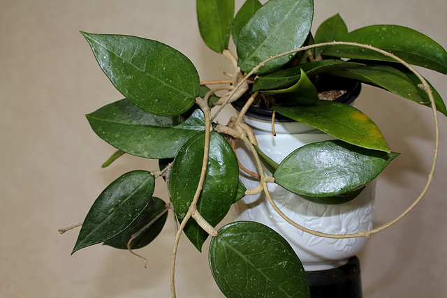 Hoya sp. affin.  parasitica