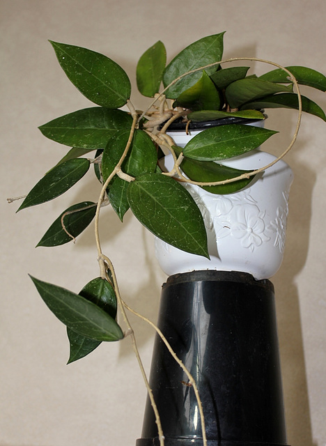 Hoya sp. affin.  parasitica