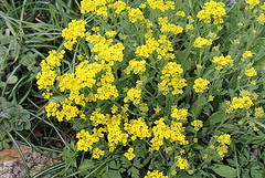 Aurinia saxatilis-alysse corbeille d'or
