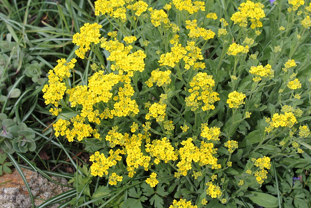 Aurinia saxatilis-alysse corbeille d'or