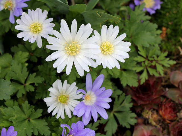 Anemone blanda