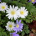 Anemone blanda