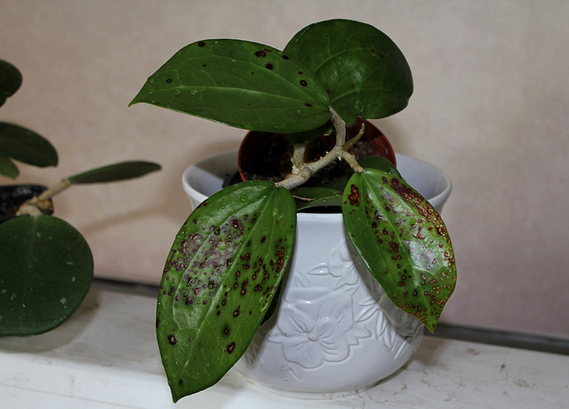 Hoya subquintuplinervis  (2)