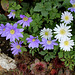 Anemone blanda (2)