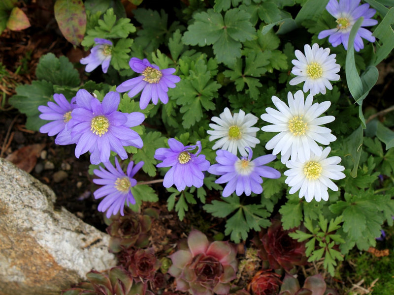 Anemone blanda (2)