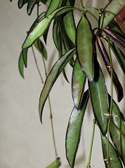 Hoya wayettii
