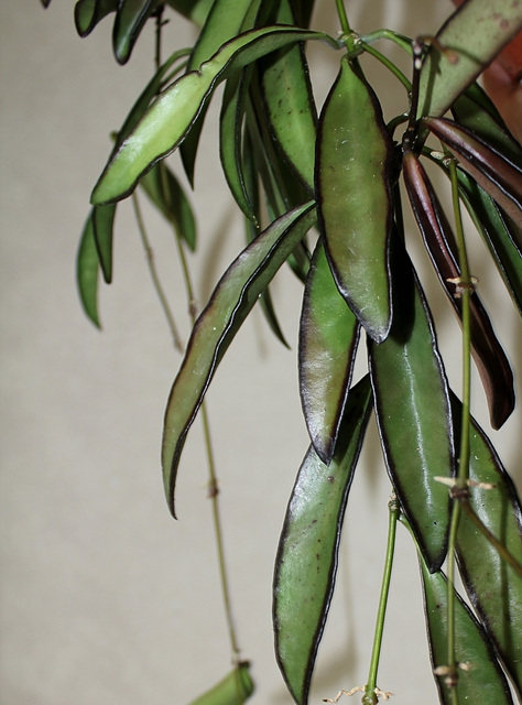 Hoya wayettii