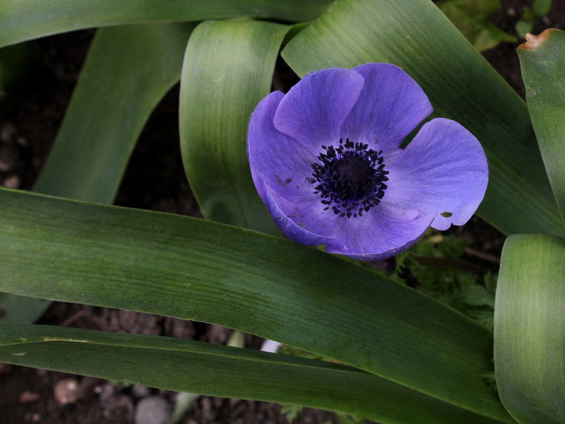 Anemone de Caen
