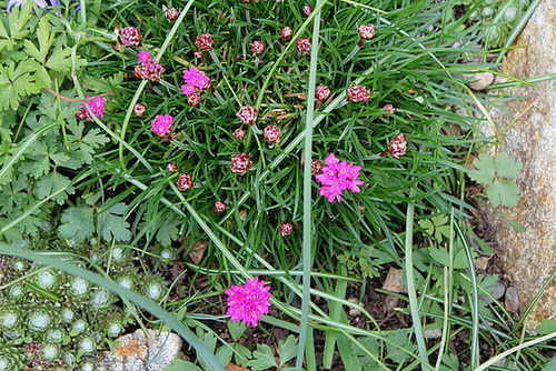 Armeria