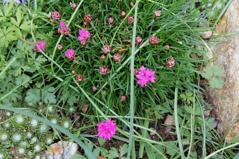 Armeria