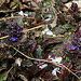 Ajuga reptans - Bugle rampant