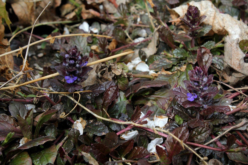 Ajuga reptans - Bugle rampant