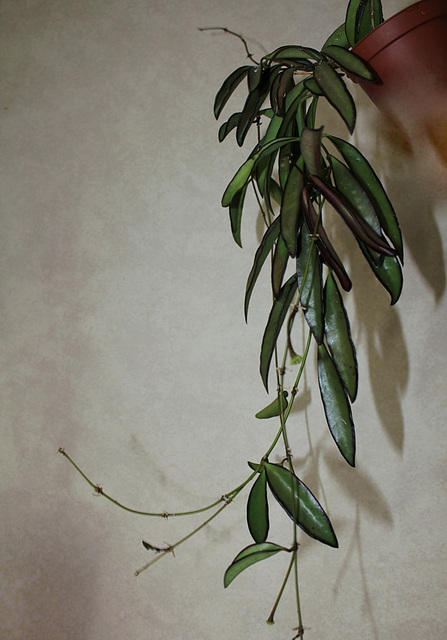 Hoya wayetii (4)