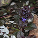 Ajuga- Bugle rampant (3)