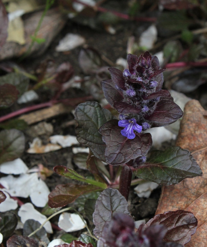 Ajuga- Bugle rampant (3)