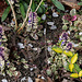 Ajuga variegata-Bugle tricolor