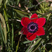 20120318 7987RAw [TR] Mohn, Pergamon