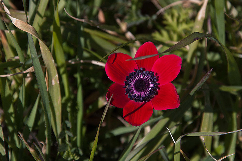 20120318 7987RAw [TR] Mohn, Pergamon