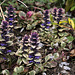 Ajuga variegata-Bugle tricolor (2)