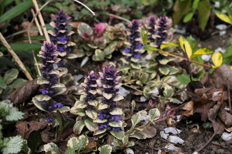 Ajuga variegata-Bugle tricolor (2)