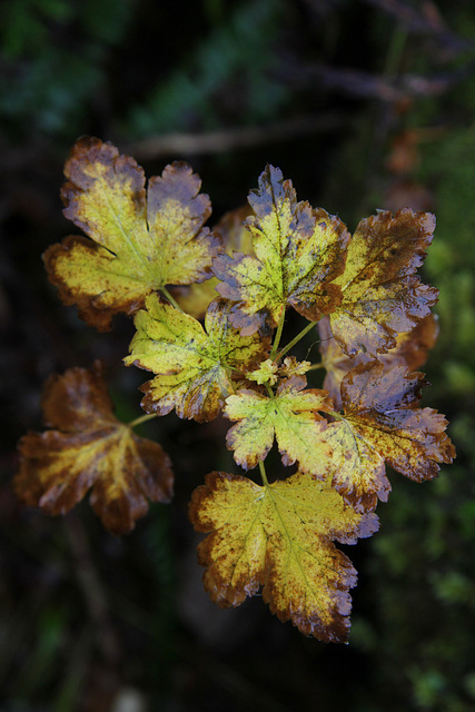 Autumn Color