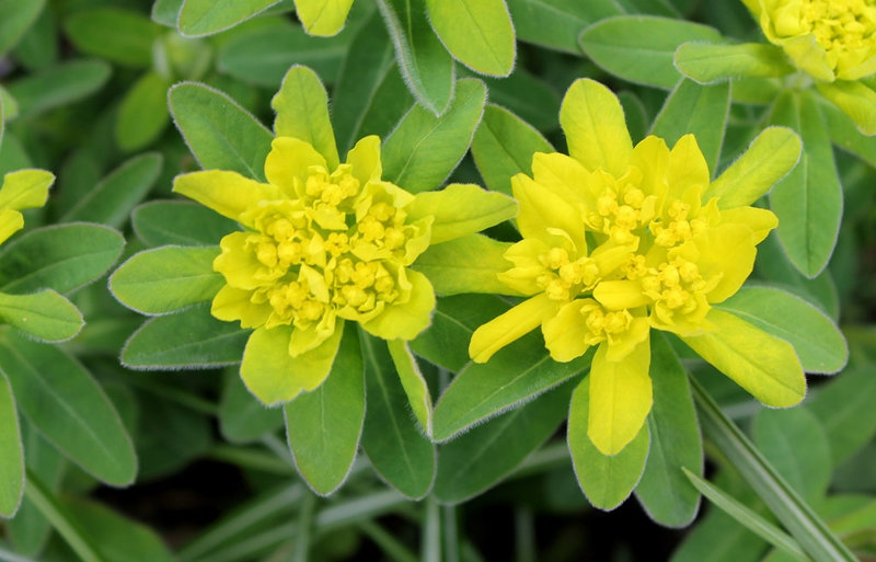 Euphorbia polychroma