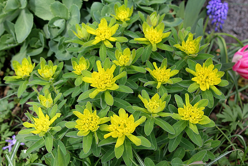 Euphorbia polychroma (2)