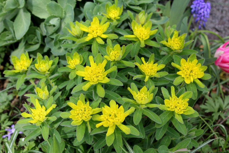 Euphorbia polychroma (2)