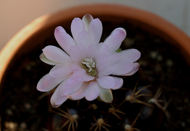 Gymnocalycium damsii