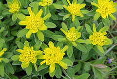 Euphorbia polychroma (3) Euphorbia polychroma (3)