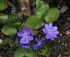 Hepatica nobilis