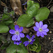 Hepatica nobilis