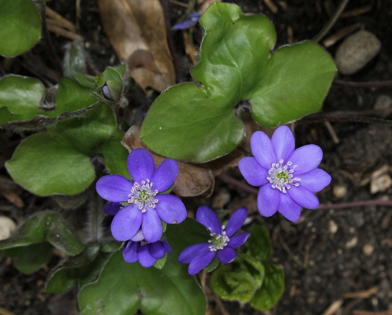 Hepatica nobilis