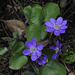 Hepatica nobilis (2)