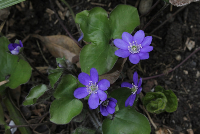 Hepatica nobilis (2)
