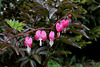 Dicentra