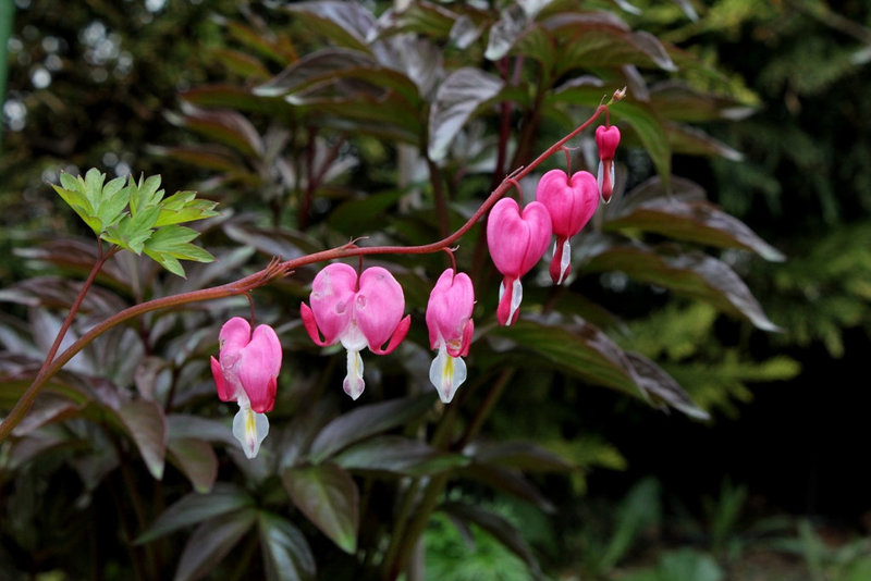 Dicentra