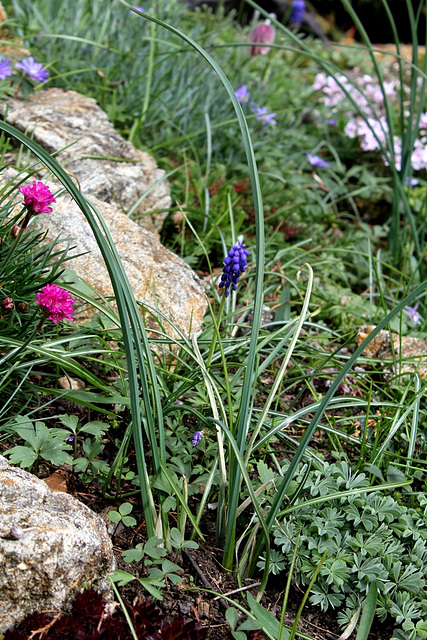 Iris reticulata