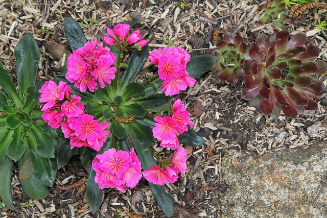 Lewisia