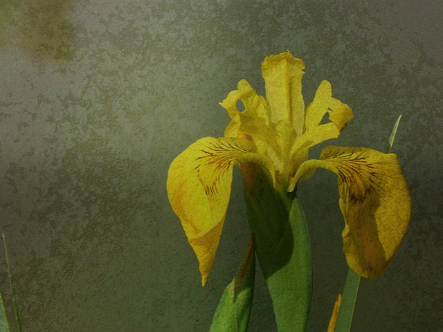 texture essai 8- Iris pseudacorus