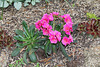 Lewisia (2)